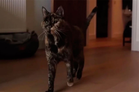 30 лет исполнилось самой старой в мире кошке Флосси