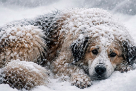 Прекращен сбор и кремация павших животных с улиц Шадринска