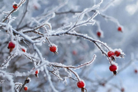 13 февраля — День Никиты пожарника