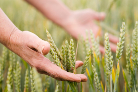 Стабильно со Сбером: в Курганской области в 2025 году на более чем 20% вырос объем льготного кредитования аграриев