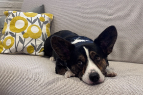 Когда хозяин далеко: как умная камера помогла обуздать непослушного корги