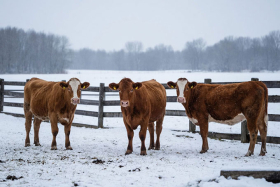 24 февраля — Коровий праздник: традиции, приметы и история
