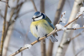 27 февраля — Кирилл Весноуказчик: приметы и традиции дня