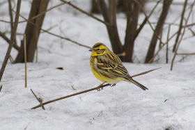 3 марта — «Овсянки», «Ярило с овсянкой», «Ярило с бороной»: традиции народного календаря