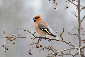 7 марта — Маврикиев день: традиции и приметы народного календаря