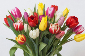 7 марта — День тюльпанов. Как выбрать цвет?