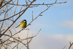 8 марта – Поликарпов день: что это за праздник и как его отмечали на Руси