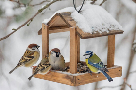 Иванов день: традиции и приметы на 9 марта