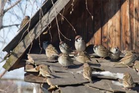 12 марта — день Прокопия Перезимнего (Дорогорушителя)
