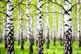 11 апреля 2026 года: Берещенье и Великая суббота — традиции, приметы и запреты