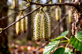 17 апреля 2026 года: день Иосифа Песнопевца и Ольховых смотрин — традиции, запреты и народные приметы
