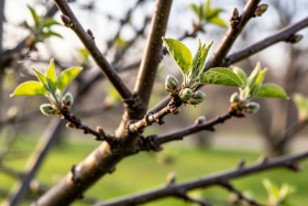 19 апреля — Евтихий Тихий да Ерёма Пролётный: традиции и приметы