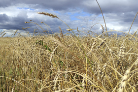 В Курганской области планируют засеять 1,3 млн га