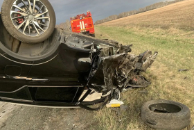 В Курганской области участились ДТП с участием диких животных