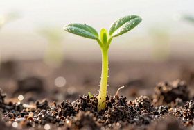 29 апреля — Ирина Рассадница: традиции и приметы